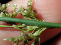Juncus usitatus