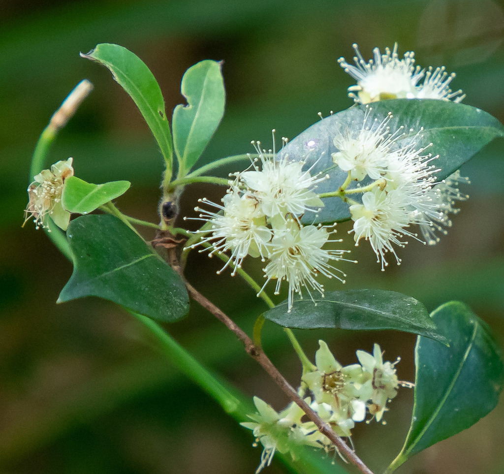 Grey Myrtle