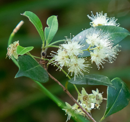Backhousia myrtifolia Hook. & Harv.