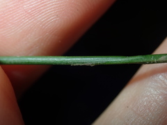 Juncus usitatus