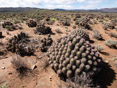 Euphorbia stellispina