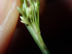 Juncus usitatus