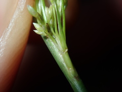 Juncus usitatus