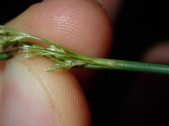 Juncus usitatus