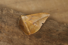 Oxydia mexicata