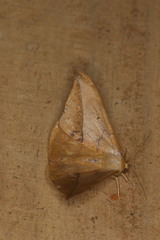 Oxydia mexicata