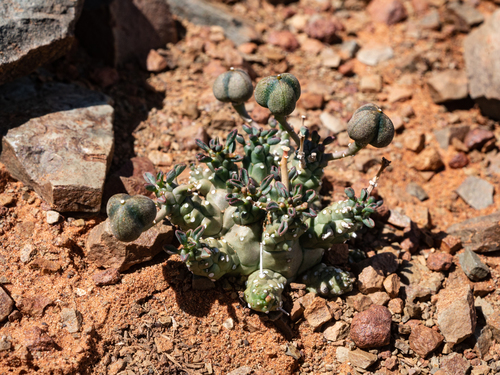 Euphorbia decepta