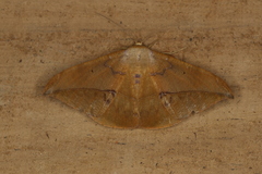 Oxydia mexicata