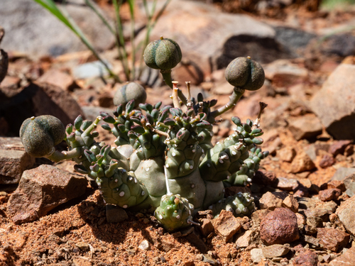 Euphorbia decepta
