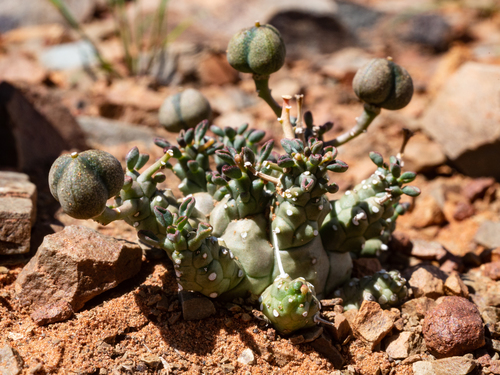 Euphorbia decepta