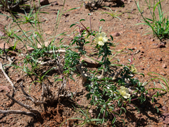 Monsonia salmoniflora
