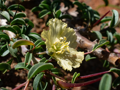 Monsonia salmoniflora