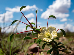 Monsonia salmoniflora