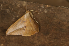 Oxydia mexicata