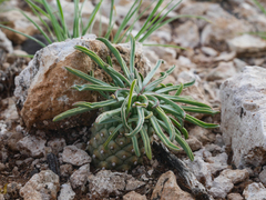 Euphorbia braunsii