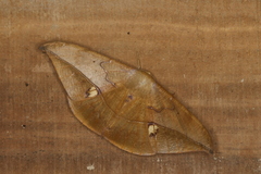 Oxydia mexicata
