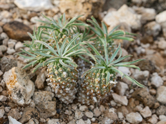 Euphorbia braunsii