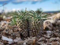 Euphorbia braunsii