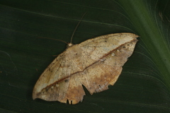 Oxydia obtusaria