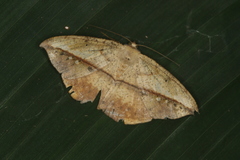 Oxydia obtusaria