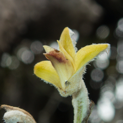 Dendrolirium lasiopetalum