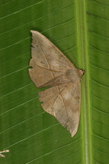 Oxydia peosinata