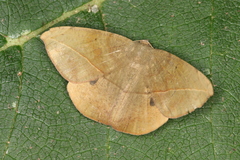 Oxydia peosinata