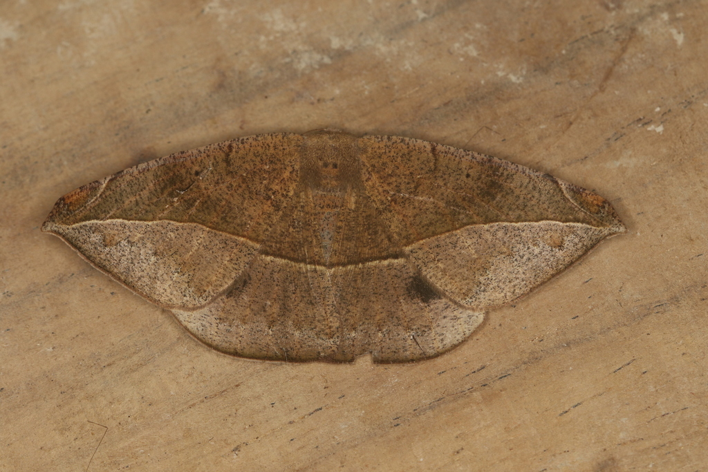 Oxydia peosinata