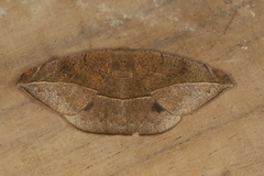 Oxydia peosinata