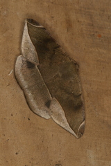 Oxydia peosinata