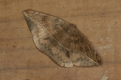 Oxydia peosinata