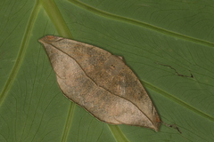 Oxydia peosinata