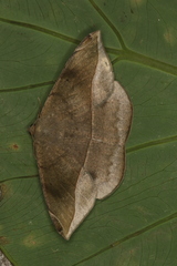 Oxydia peosinata