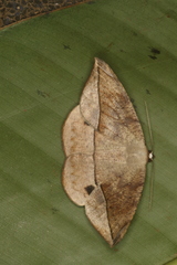 Oxydia peosinata