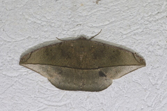 Oxydia peosinata
