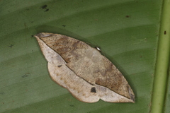 Oxydia peosinata