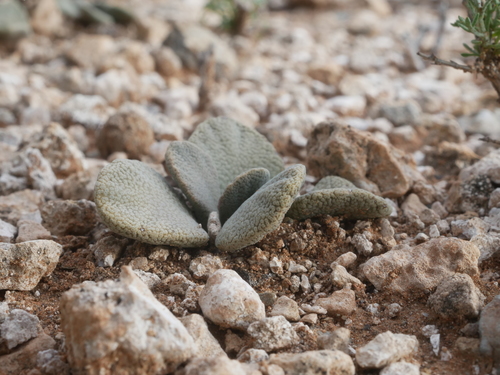 Image of Mimic Wartfig by (c) James Deacon, some rights reserved (CC BY-SA)