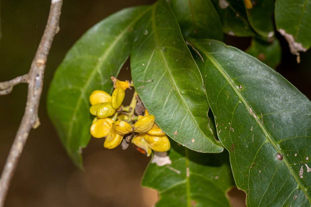 Twin-leaved coogara
