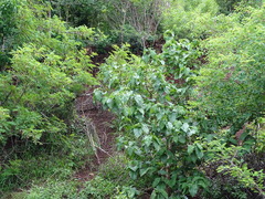 Vangueria