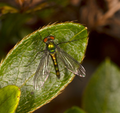 Heteropsilopus cingulipes