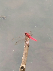 Crocothemis servilia
