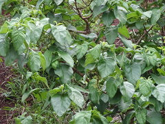 Vangueria