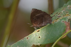 Mahathala ameria