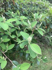 Cotoneaster frigidus