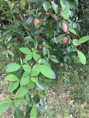 Cotoneaster frigidus