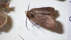 Eriopygodes imbecilla