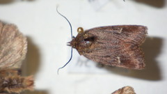 Eriopygodes imbecilla