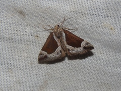 Hypena crassalis