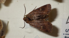 Eriopygodes imbecilla