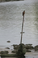 Buteogallus aequinoctialis